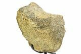 Fossil Hadrosaur Vertebra Section w/ Metal Stand - South Dakota #350606-2